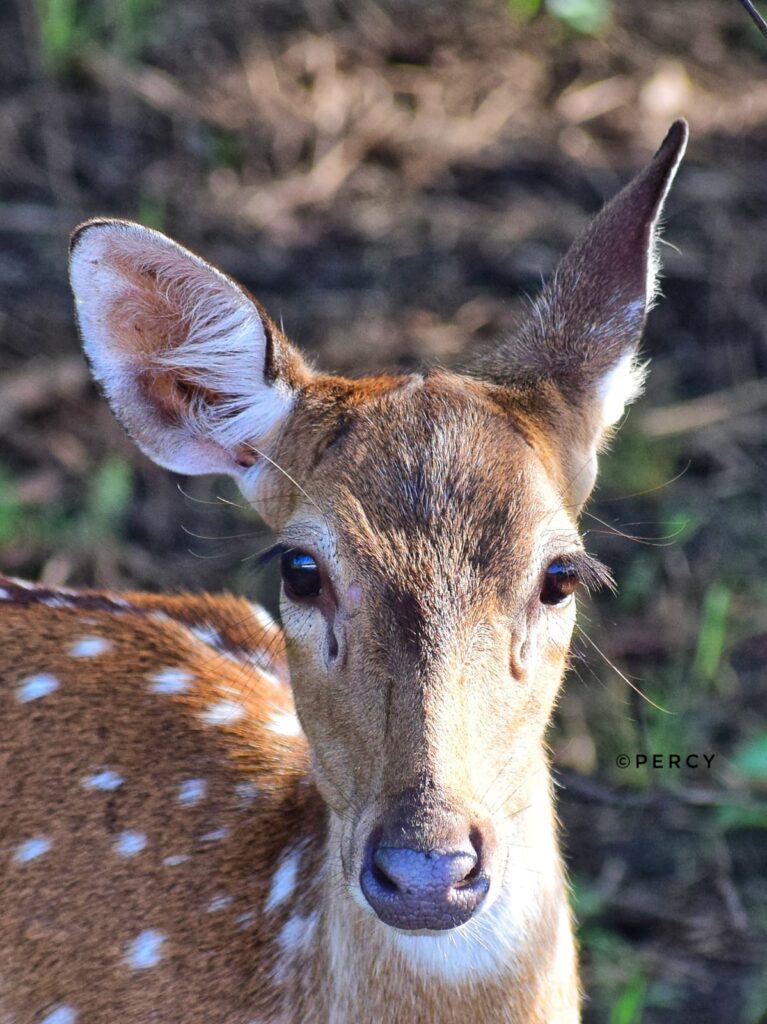 Small deer.